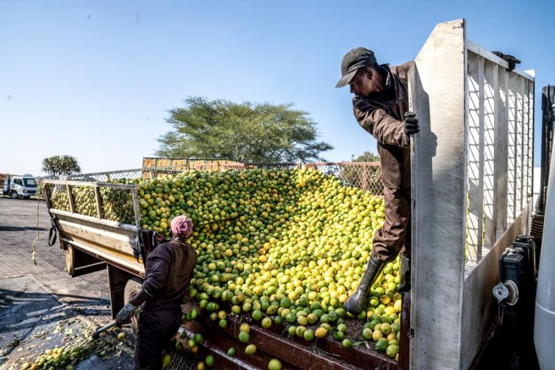 Interview: The growth of fruit exports to China reflects the win-win cooperation between South Africa and China. South Africa | Economy and Trade | Export