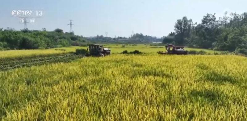 More than 9.8 million mu of rice in Chongqing is gradually maturing and mechanization is helping the autumn harvest department | Rice | Autumn Harvest