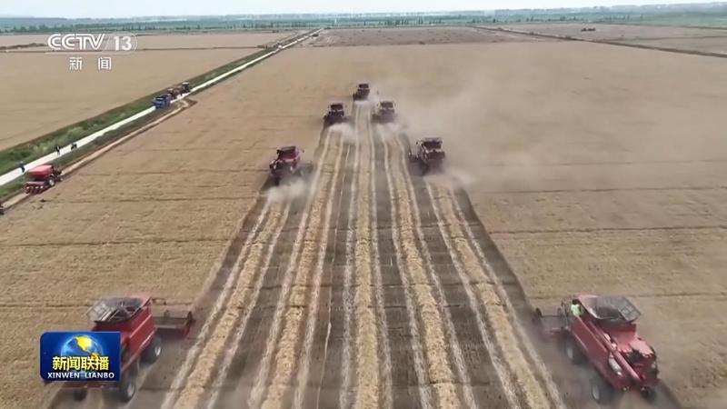 Wheat Harvest Progress Over 30% "Three Summers" Large scale Wheat Machine Harvest Fully Launched | Wheat | 30% "Three Summers"