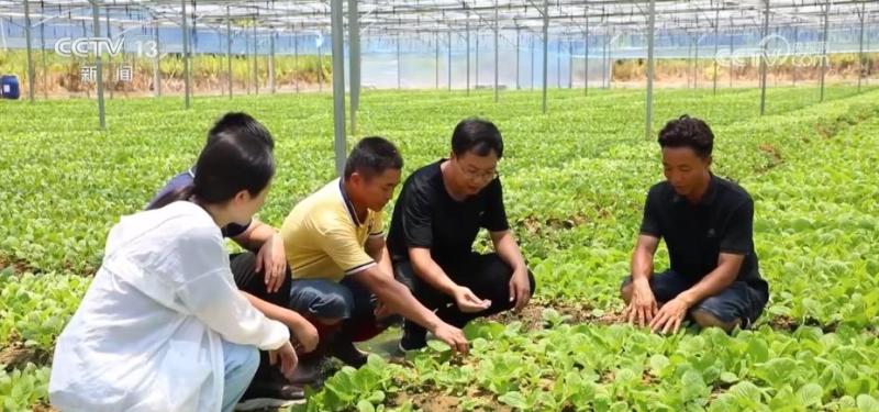 Various vegetable planting areas take multiple measures to ensure the supply of water and fertilizer for the summer "vegetable basket" for the people