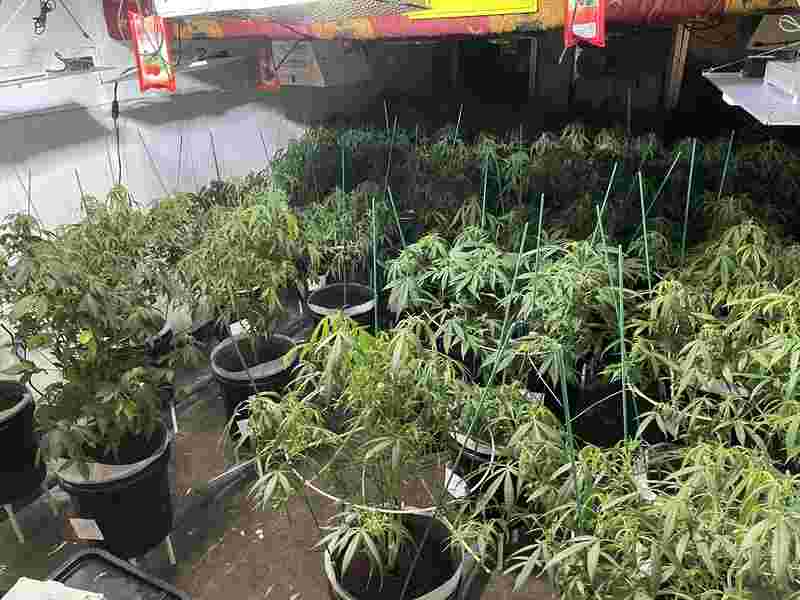 Shanghai police dismantled cross provincial cannabis trafficking gangs, contacted overseas software, buried hidden goods in other places, and conducted virtual currency payment transactions | Cannabis | Shanghai