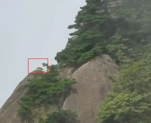 Awkward! Tourists take photos of the rare animal clouded leopard in Mount Huangshan? Experts' preliminary judgment: it's a big orange cat scenic spot | Mount Huangshan Mountain | rare animals