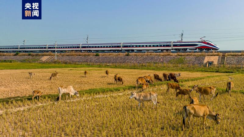 16.4 million people! 21 million tons! China Laos Railway has been in operation for 18 months. "Transcript" is a shining railway | China Laos | Transcript
