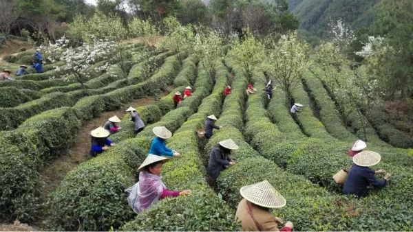 Come to this exhibition and unlock the unique delicacies and delicacies of the Three Gorges Reservoir area!, The Three Gorges Reservoir Area | Shanghai | The Yangtze River