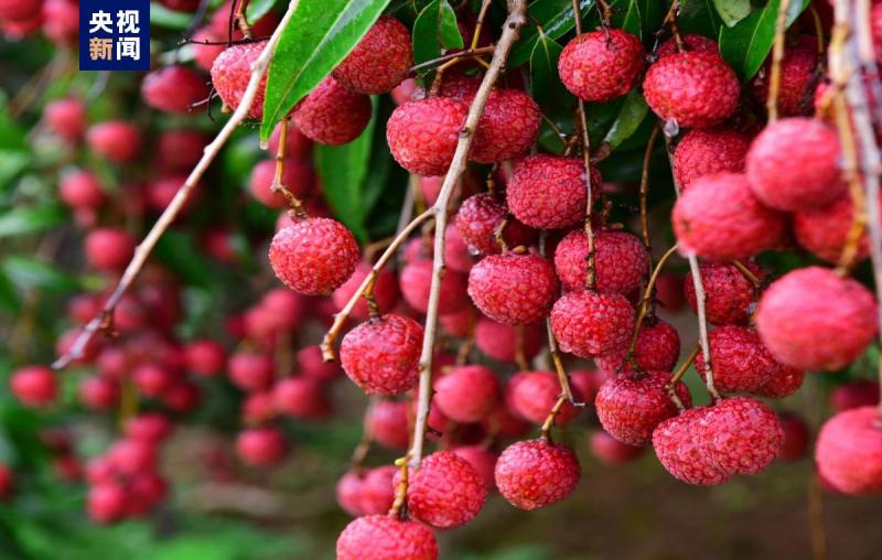 Win the real! "The toughest lychee season in history" Guangdong has won again!, Well Dried Litchi | Guangdong | Litchi Season