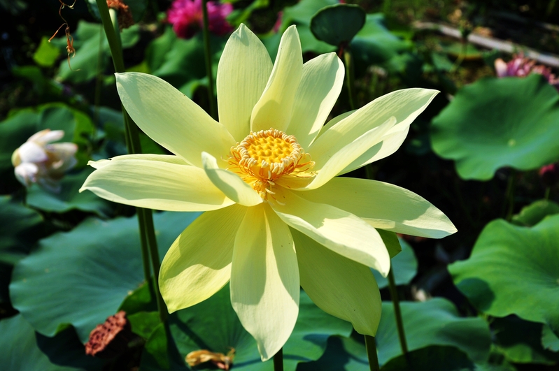 Expert: Kissed by an angel, the world's first lotus that can "change its face" is born in Shanghai as a plant | Variety | Shanghai