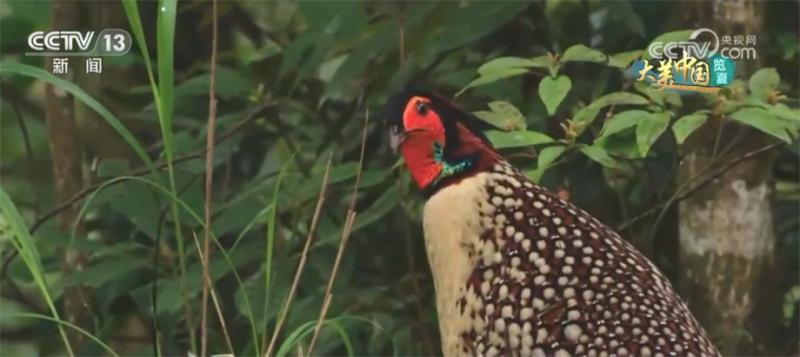 快看！这扇“世界生物之窗”跳动着勃勃生机鸟类|国家|生物