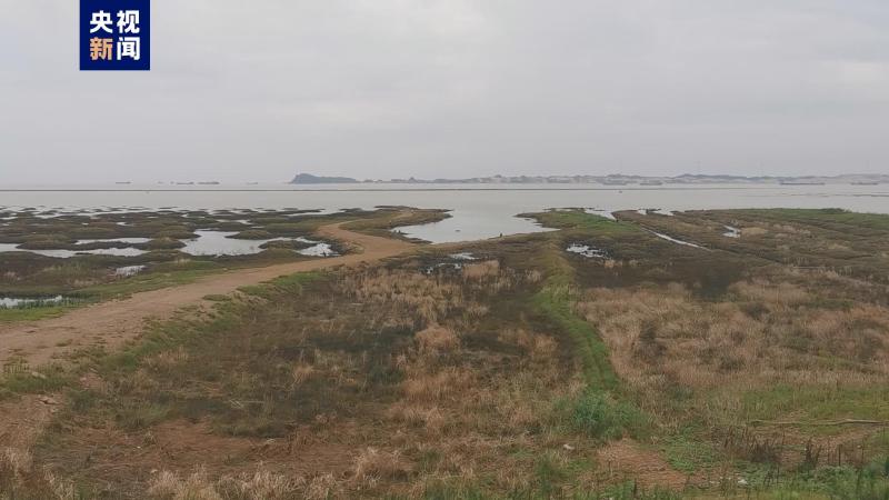 Multiple areas along the lake are experiencing drought, shrinking by 1070 square kilometers in 20 days! The water area of Poyang Lake has sharply decreased. Poyang Lake | water level | square kilometers