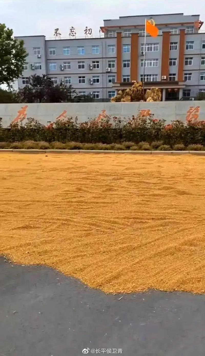 Grain can be sun dried in the township government courtyard! Stick to | outside the door | wheat | township government