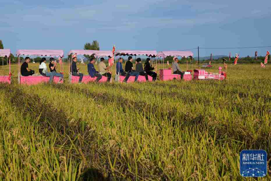 Ning'an, Heilongjiang: A bountiful harvest in the golden rice fields is in sight