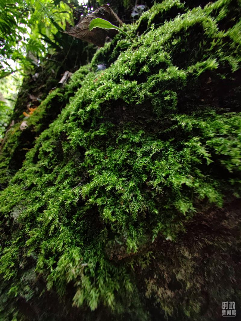 The National Conference on Ecological Environment Protection is Once Again Convened for Construction | China | Ecological Environment