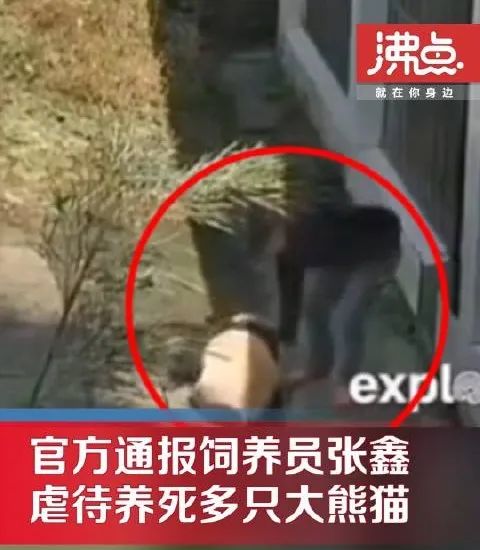 Official response, there are rumors online that "keeper Zhang Xin abused giant pandas" Zhang Xin | Center | Giant Pandas