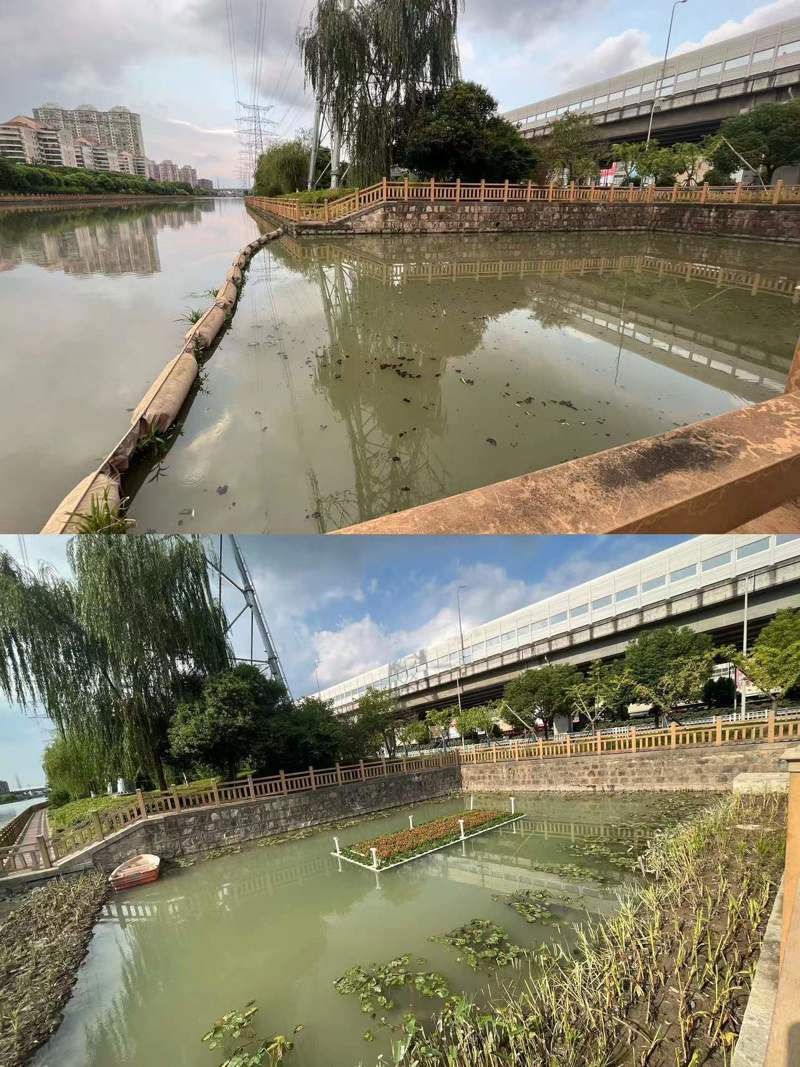 Replenish aquatic plants! The "cecum" of the once black and foul smelling river in Minhang has undergone a major transformation, with dredging and pollution interception
