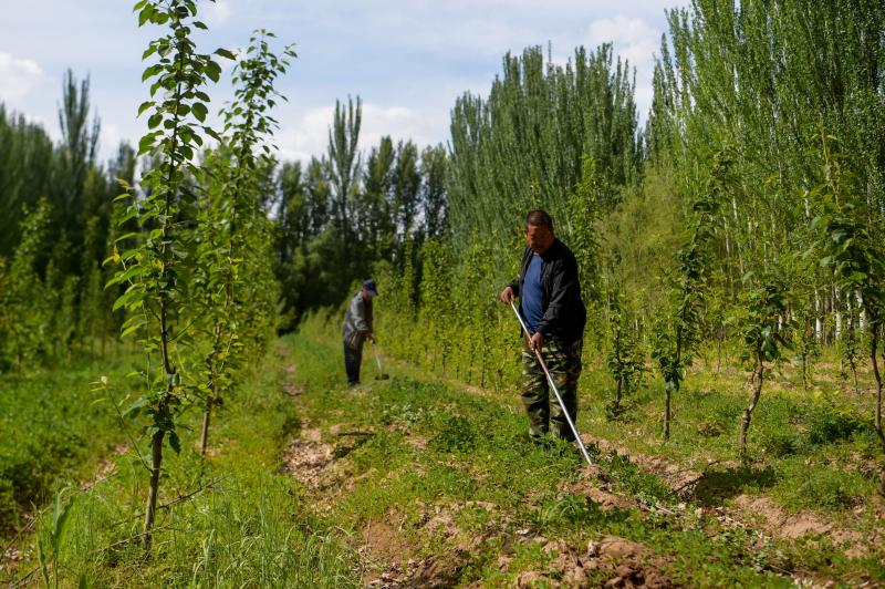 Close up: Northern Xinjiang Forest Farm Talk about Forest Protection in the Three North | Project | Forest Farm Talk