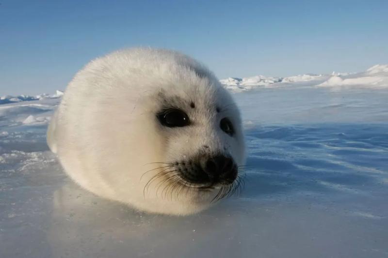 Giant pandas rank third, selected by foreign media as the world's cutest wild animal | sea otters | giant pandas