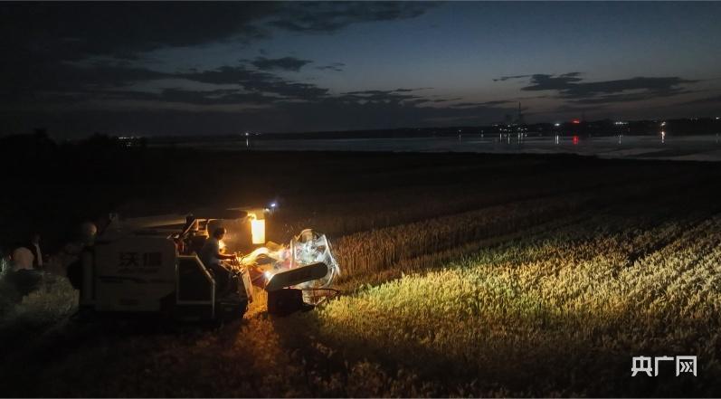 Summer Harvest Scene | National Wheat Harvest Over 80% Summer Crop Pressing and Stuffing Promotion Conference Battle | Wheat | Wheat Harvest