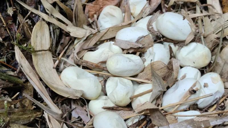 There are still 30 eggs... I'm afraid! Found 2.8 meter long Cobra King Snake Village near a kindergarten in Yunnan | Snake Egg | Kindergarten