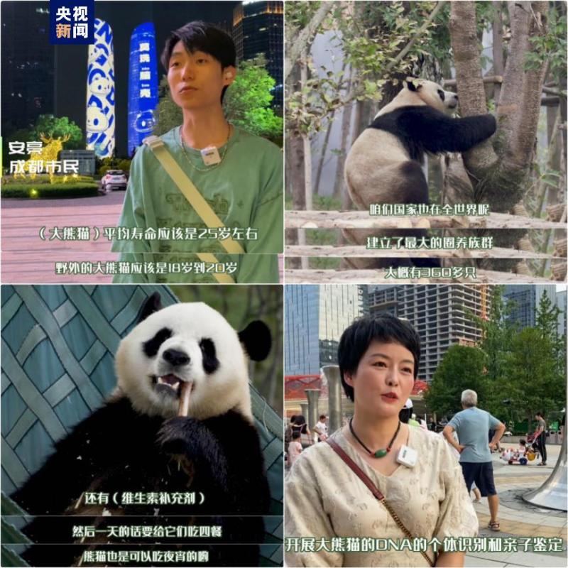 Global "Street" Power | Panda Knowledge Challenge Latin American People Send Blessings to Chengdu Universiade Giant Panda | Panda | Knowledge