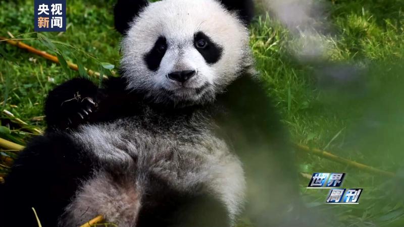 World Weekly | Round Dream Time | Giant Panda | Dream