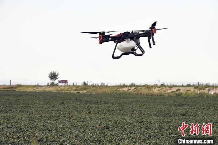 (Focusing on China's high-quality development) Xinjiang's "super cotton fields" lead the new format of smart agriculture