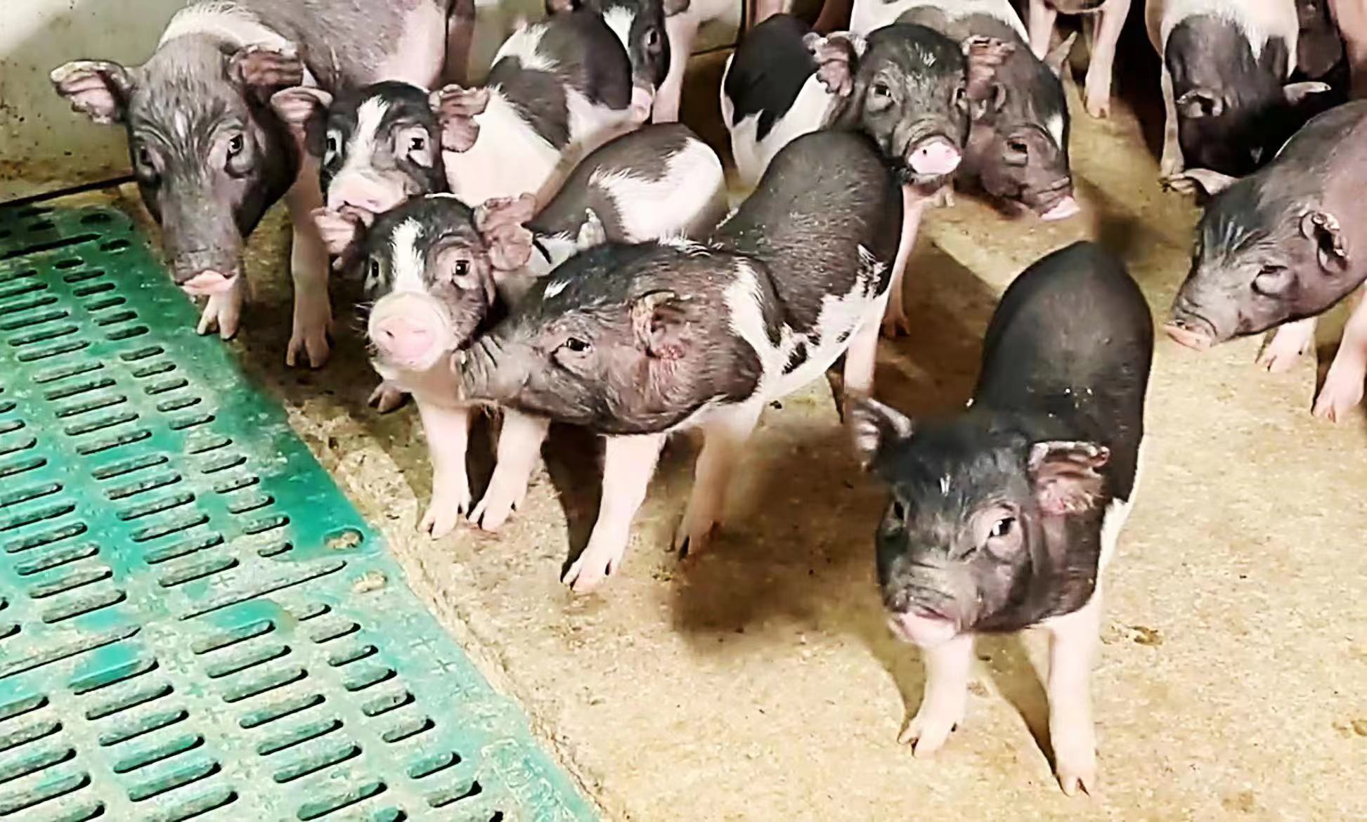 Is the wind blowing?! Experimental miniature pigs become the "new favorite" industry among experimental animals | Animal | Experiment