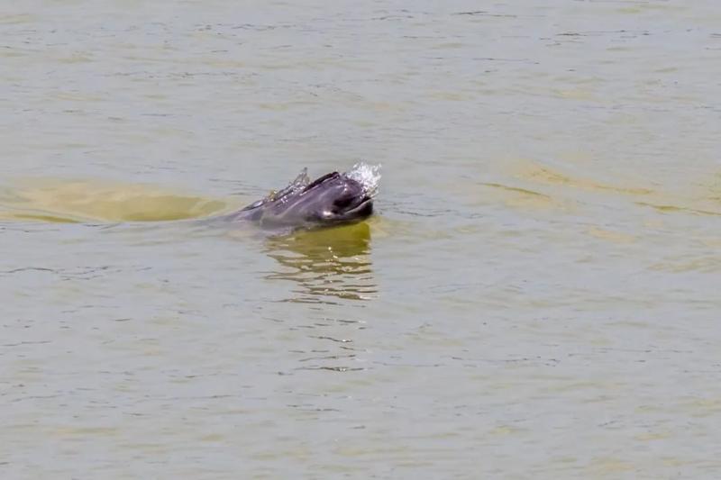 The finless porpoise molts its skin! A rare scene in the middle of the river, first captured in white | speckled | Jiangzhong