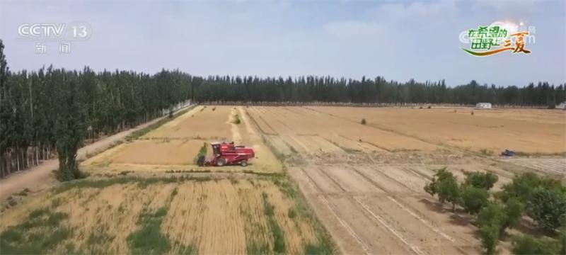 新疆喀什350万亩小麦陆续收割机械化水平大幅提升土地|小麦|水平