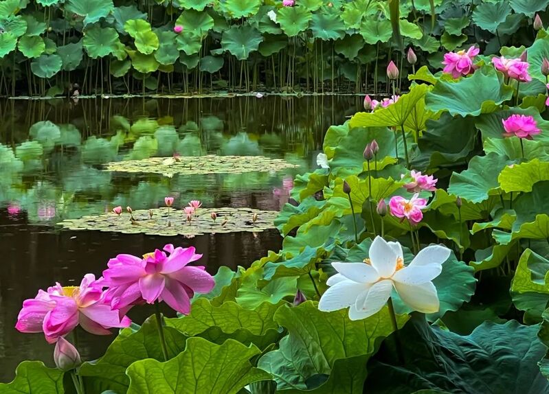 Imitating quail eggs... The lotus flowers in Shanghai have bloomed, which are small compared to a 1 yuan coin, and are rare in orange and inlaid colors. Drunken White Pool | Park | Size