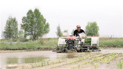 The Integration of Agriculture and Animal Husbandry Development and the Transformation of Saline and Alkaline Land (Beautiful China, Pay Attention to Saline and Alkaline Land Management ④) Riverside | Saline and Alkaline Land | Agriculture and Animal Husbandry