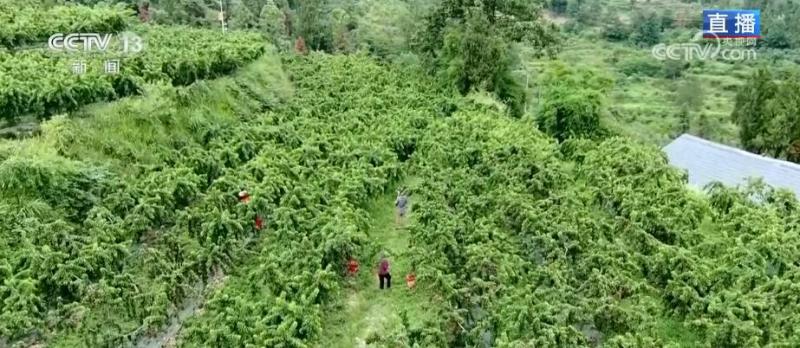 In the past, barren mountains turned into happy "golden mountains", and peach orchards became farmers' income increasing "wealth garden". Wuling Mountain | Taoyuan | Jinshan | Taoyuan