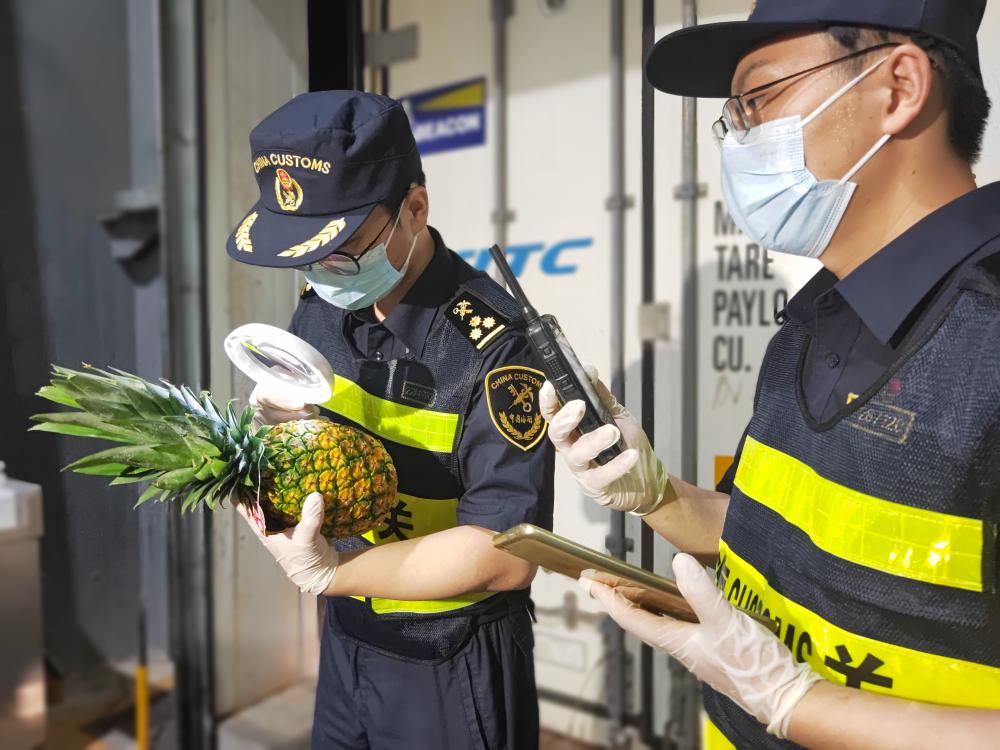 The reason why imports have both scale and speed has been found... In the past week, 20 containers of Philippine black diamond pineapples have become popular in Southeast Asia | Shanghai Port | Outer Ports | Import Expo | Black Diamond pineapples | Imported fruits | Internet famous fruits | Philippines