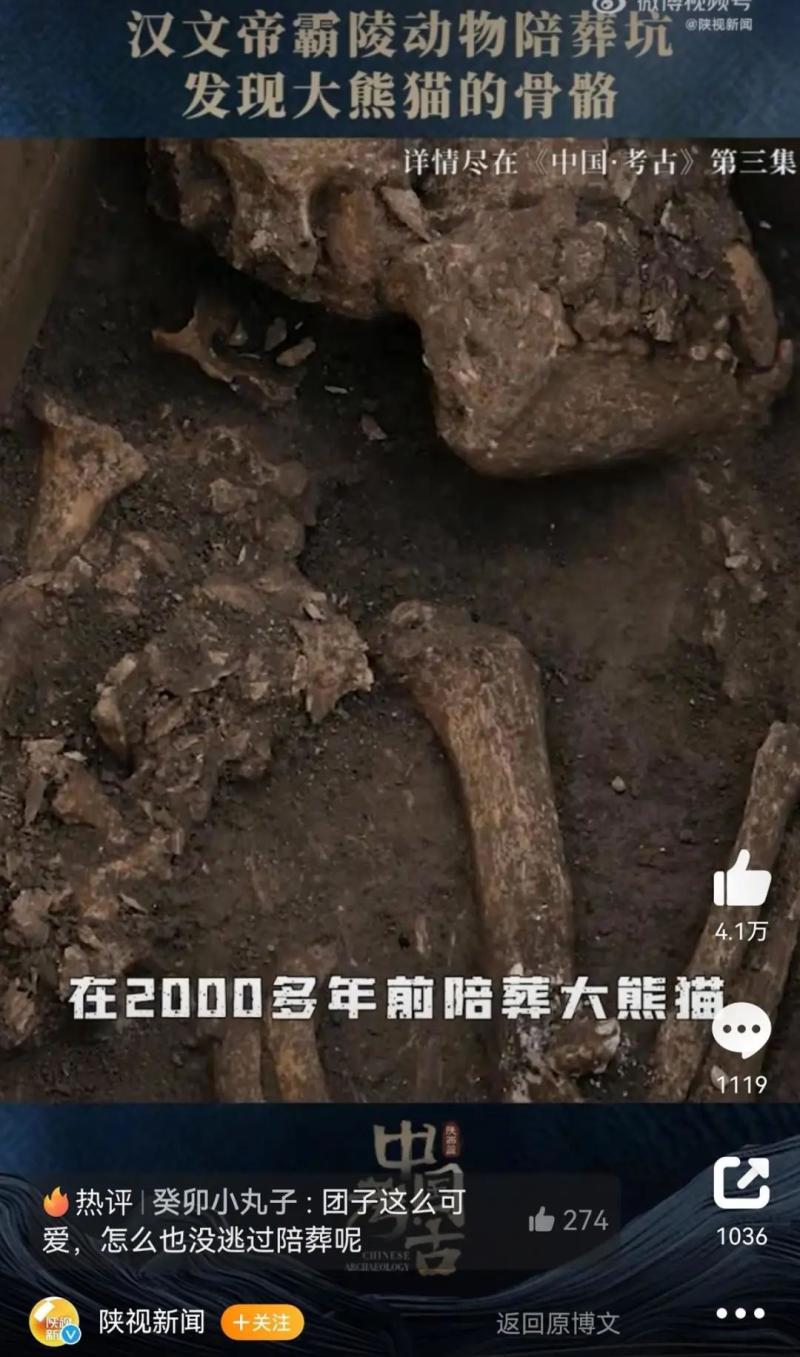 Emperor Wen of Han was buried with a giant panda? Complete Skeleton Animals of Giant Pandas Unearthed from Sacrificial Pits | Emperor Wen of Han | Giant Pandas