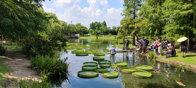 The "flat bottomed pot" that can carry cute babies will automatically drain and have a strong fragrance. The ability to float on the water has matured | leaves | strong fragrance