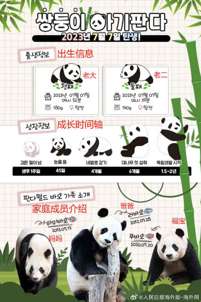 Triggering hot discussions in South Korean public opinion! Korean media specially drew a growth timeline for giant panda twins, Ai Bao | twins | giant pandas