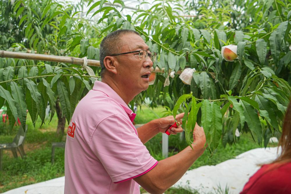 无锡阳山的农户都来看,有人种出88元一只的桃子,在上海种植|果园|农户