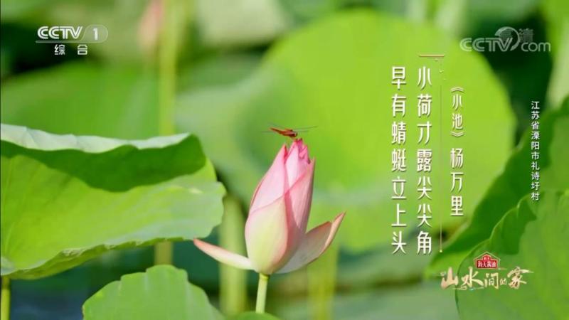 What a word for "____"!, Jiangsu Chrysanthemum | Huai Opera | Jiangsu