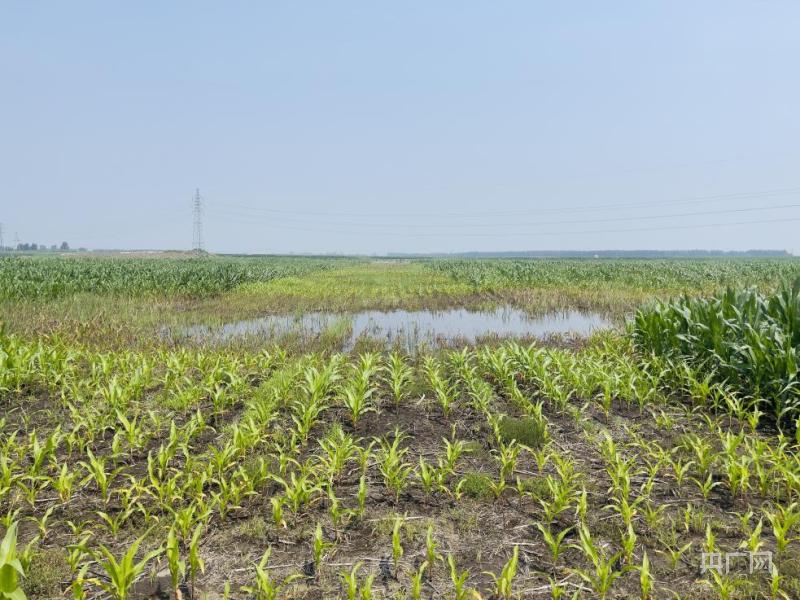 Large areas of farmland are abandoned, and some high-quality black soil in Tieling, Liaoning has been reclaimed due to coal mining subsidence | waterlogging | farmland