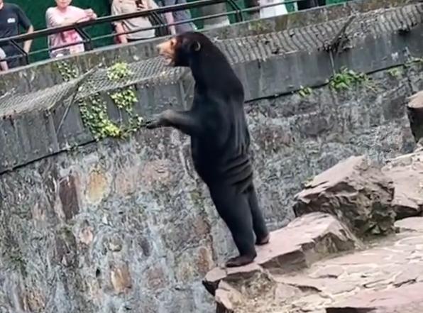 马来熊！,站立挥手的“黑熊”是人扮的？杭州动物园回应：这是头“人里人气”的真熊游客|黑熊|马来熊