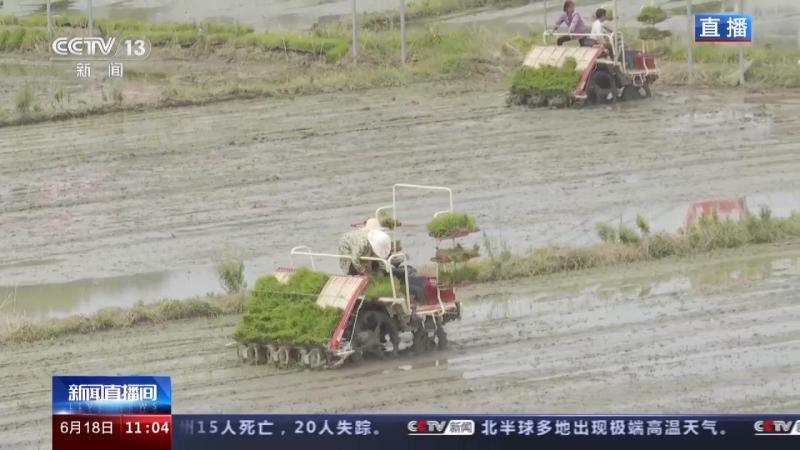 These measures help farmers save time and effort by transplanting seedlings during the "Three Summers" season → Rice | Middle Rice | Season