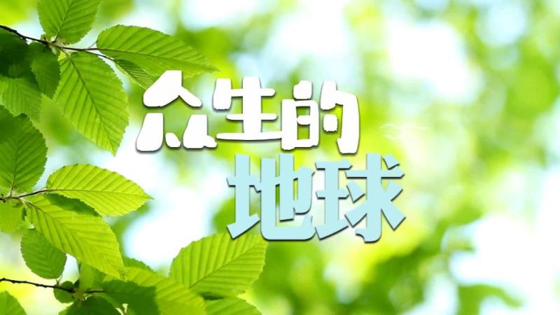 公益微纪录片｜众生的地球植物|森林公园|众生