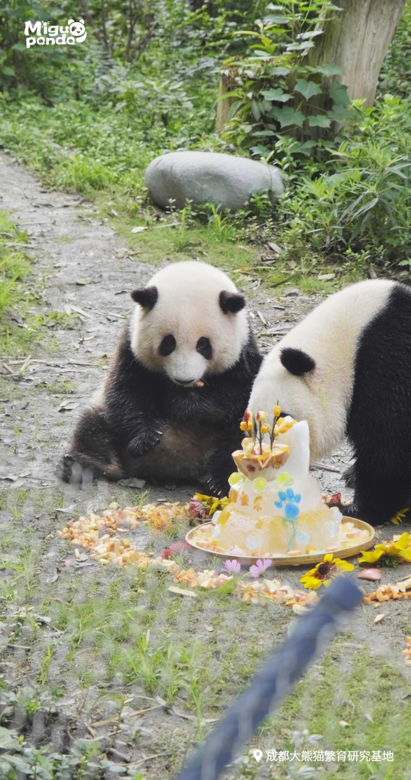 祝三只“小熊友”生日快乐,大熊猫萌兰、花花、和叶同日庆生中国|蛋糕|花花|动物园|北京|萌兰|生日|大熊猫