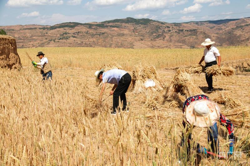 Looking at China's High Quality Development | Scanning the Golden Field of "Three Summers" in Various Regions | Wheat Field | China
