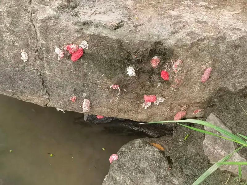 Seriously deadly!, Many places in Hangzhou have appeared! A large number of netizens captured it: up to 6000 parasites, pink | village | netizens