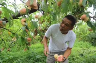 树上的桃子怎么办？沪郊农民抓紧抢收农作物,​台风要来了台风|水果|桃子