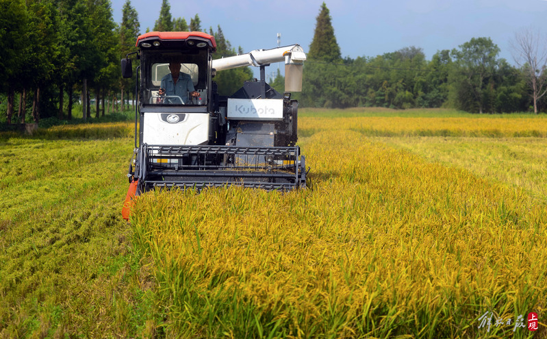 “八月香”雪花粳金山开镰,变“田字格”为“合并单元格”水稻生产提质增效抗旱|节水|雪花