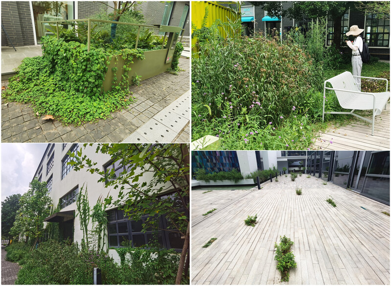 But planting local plants may not necessarily attract bees and butterflies. More and more gardens in Shanghai are losing their craftsmanship and becoming more vibrant. The city | plants | vitality