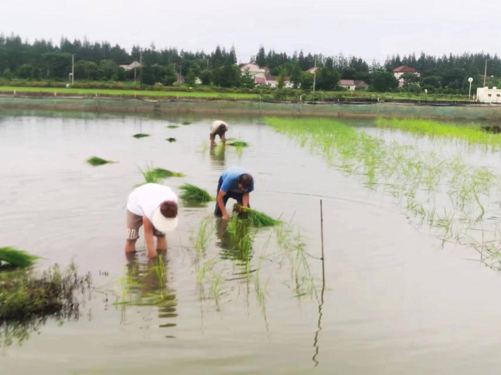 Catched twice the weight of shrimp in the rice field, and scattered crayfish seedlings during the 42 day window period between two seasons. The rice shrimp continuous cropping mode earned Chongming | rice | window period