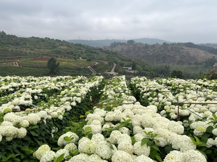 Who was ultimately harmed by infringement? The lawsuit against the best-selling domestically produced hydrangea flower has reached the highest court