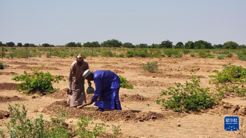 Reporter's Notes: China's Desertification Control Program Helps Nigeria Meet the Challenge of Desertification Nigeria Africa | Xinjiang Institute of Ecology and Geography, Chinese Academy of Sciences | Program