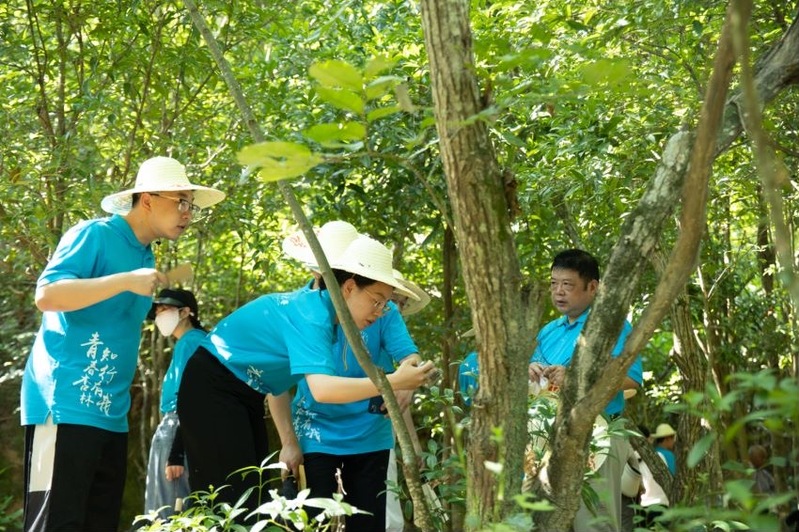 蚊子块不痒了！道地药材让博士团也觉得书读少了|暑期践行时,采几片叶子敷上药材|博士生|叶子